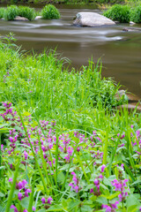 river Sazava near Smrcna, Czech Republic