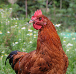 Portrait of a young rooster of the breed Vlaska in the garden. Welfare, natural, free range breeding happy poultry
