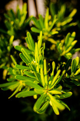 Pine leaves on the tree similar to rosemary sprig