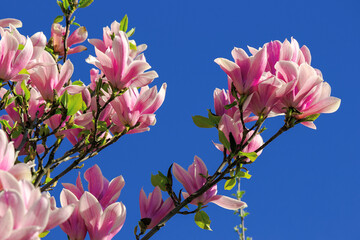 pink blossom of magnolia tree in spring. flowers on the branches in bright sunlight. beautiful...