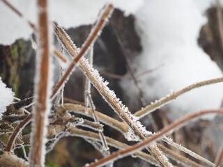 寒さで植物の枝に霜が付いた様子