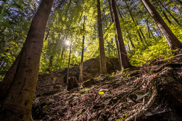 Obraz premium tree in the woods