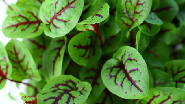 close up red sorrel leaves 