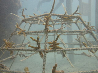 Naklejka premium Artificial reef found at coral reef area at Malaysia
