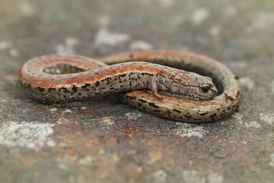 Closeup shot of a California slender salamander between blurry background