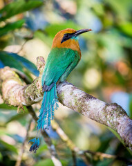 Motmot on a Tree Branch