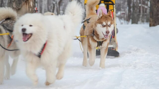 Child Girl with Musher Riding in Husky Dogs Sledge in Cold Winter Day. Slow Motion. Leisure and Winter Activities, Pets and Animals Concept