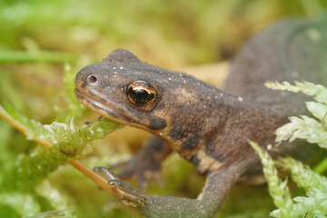 Closeup shot of a female Northern banded newt against a green bokeh background