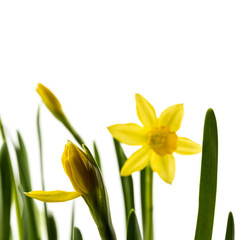 Obraz premium Narcissus on white background.