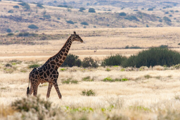 Giraffe - Damaraland - Namibia