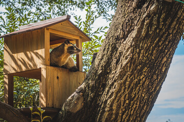 animal in birdhouse on tree in Ueno, Japan