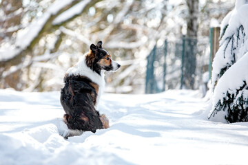 Border Collie im Winter