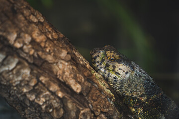 reptiles on the tree in Ueno, Japan