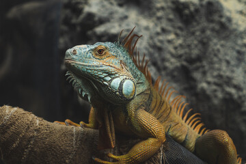 iguana on a tree in Ueno, Japan