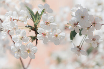 Blooming tree branch close up in a sunny day. Spring nature concept. Selective focus