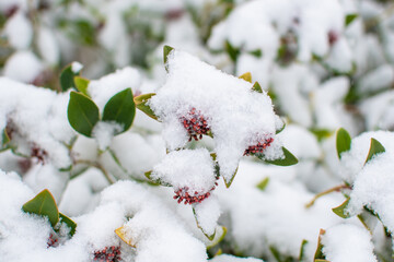 Schneebedeckte Blume im Winter