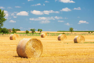 Fototapeta premium field with straw