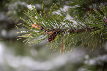 Naklejka na ściany i meble Tannenzapfen am Baum mit Schnee und Eiszapfen