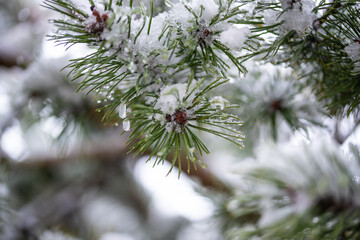 Tannenzapfen am Baum mit Schnee und Eiszapfen
