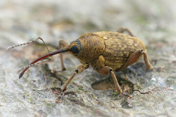 Closeup shot of curculio nucum weevil on a weathered wooden surface © Henk Wallays/Wirestock