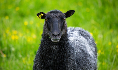 curious sheep in a field