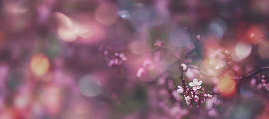 Flowering apricot, beatiful spring flowers natural colorful background, blurred image, space for...