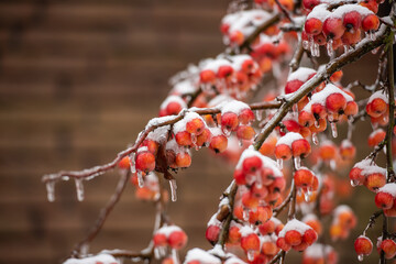 Eingefrorene Früchte am Baum im Winter und Eiszapfen
