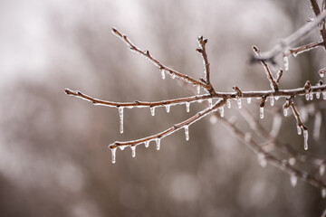 Baum im Winter mit gefrorenen Ästen und Eiszapfen