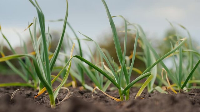 A neat bed of green garlic