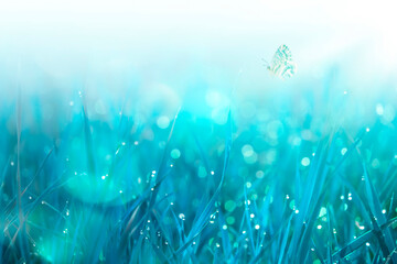 Grass with dew and flying butterflies. Tender natural background in blue colors. Wild meadow in spring morning. Banner with copy space