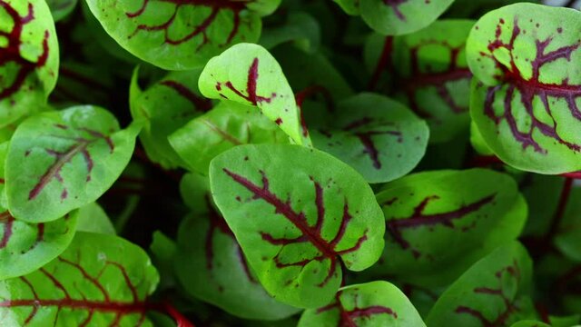 close up red sorrel leaves 
