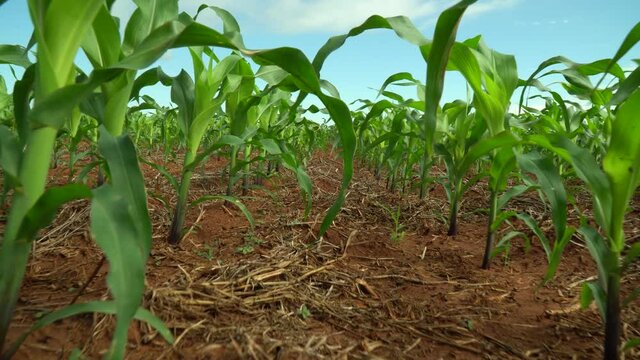 Agriculture - small corn, cornfield, corn before harvest, close cornfield