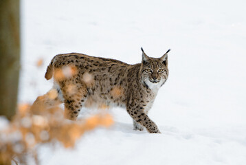 Eurasian Lynx - Lynx lynx, portrait of beautiful shy cat from European forests, Switzerland. © David