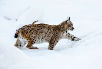 Eurasian Lynx - Lynx lynx, portrait of beautiful shy cat from European forests, Switzerland.