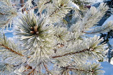 Naklejka na ściany i meble Pine Tree Branches Covered with Snow 