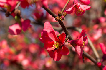 Blossom of Japanese quince or Chaenomeles japonica in spring