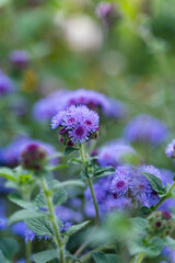 eine lila Blume in einem botanischen Garten