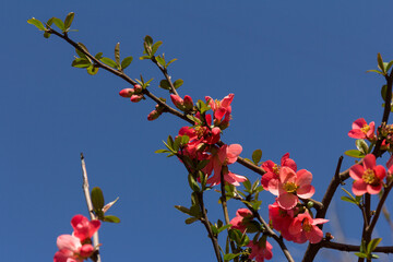 Blossom of Japanese quince or Chaenomeles japonica in spring