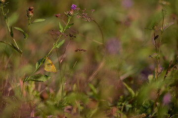 an yellow butterfly sitting on Centaurea jacea. beautiful insect in spring season