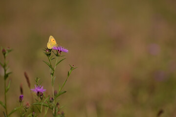 an yellow butterfly sitting on Centaurea jacea. beautiful insect in spring season