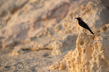Pied wheatear perched on rock at Busaiteen coast of Bahrain