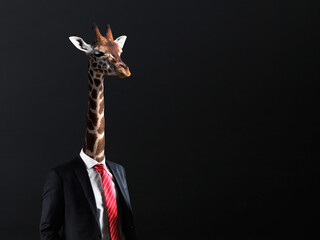 Businessman with head of Giraffe - obrazy, fototapety, plakaty