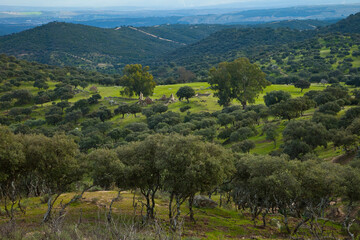 Fototapeta na wymiar Olive picking in the olive groves of Sierra Morena, Jaen, Andalucia, Spain, Europe