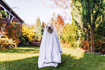Black small dog mutt in ghost costume for Halloween. 
Mały pies kundelek w stroju ducha na...