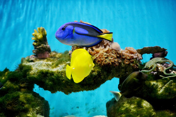 Fototapeta na wymiar Yellow Tang Fish and Blue Fish in Aquarium 