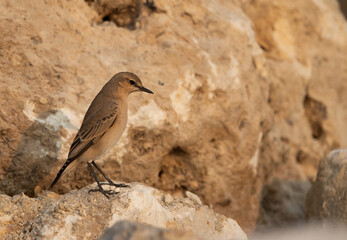 Isabelline Wheatear perched on the rock at Busaiteen coast of Bahrain