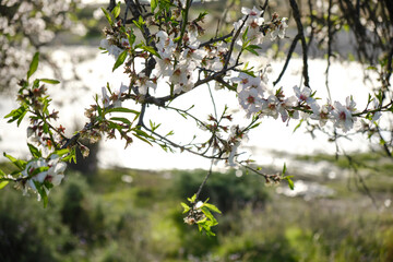 An almond tree with white flowers with branches