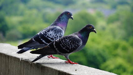 Pigeon on Balcony
