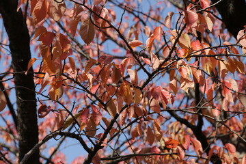 Autumn Colors Japan, Red japanese maple leaves background