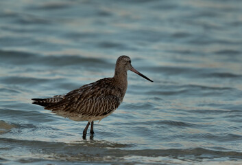 A portrait of a Bar-tailed Godwit at Busiateen coast of Bahrain